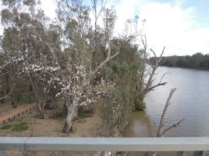 Murray River Boundry Bend 2